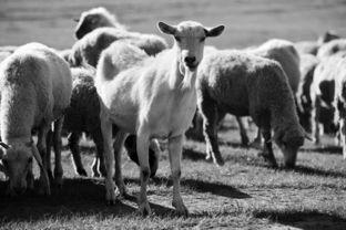 2016年下半年畜牧漁業(yè)飼料銷售形勢(shì)分析